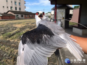 黑翅鳶裝發報器。林重鎣翻攝 