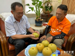 

后里區種植高接梨技術高、青農賴明岐種出一粒約一斤半以上，區長賴同一直呼管理得不錯，在台中購物節熱列登場時刻，歡迎各界前來看花吃水果，一定讓你滿足。（記者陳榮昌攝）
