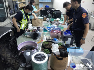 青春封城掃毒奏功，桃警查獲活體大麻株。

