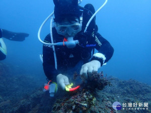 還給魚兒乾淨的家　台東縣府積極清除魚礁覆網及垃圾