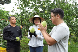 照顧柚農　雲縣補助文旦柚10%保險費