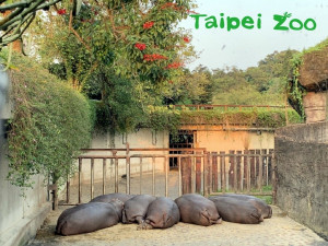 動物園大河馬家族的「母姐團」，平時最喜歡屁股碰屁股地擠在一起休息（圖／台北市立動物園提供）