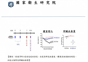 國家衛生研究院10日宣布，該院由原先推動的四大疫苗開發平台選定DNA疫苗作為武肺開發主軸，經過嚴謹的動物試驗後，取得了重大進展。（圖／國衛院）