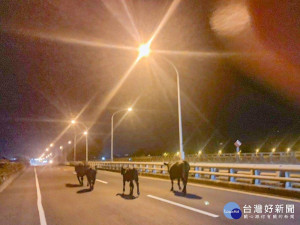 牛群上橋逆向闖車陣　女警暫充牧童驅牛（圖／枋寮分局提供）