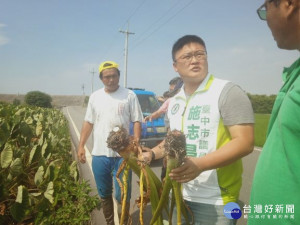 
高溫氣候使然聞名的大甲芋頭發生嚴重的白絹病與軟腐病，收成低微、價格慘跌，農民苦不堪言，施志昌辦會勘，要求市府擬出補救辦法。（記者陳榮昌攝）

