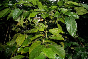 衛福部預告訂定「食品原料咖啡葉（Coffea arabica、Coffea canephora）之使用限制及標示規定」草案，未來咖啡葉要當作食品原料使用的話，須為阿拉比卡及羅布斯塔（圖中植物）品種，且只能作為沖泡茶飲之原料使用，同時也必須標示「孩童、孕婦及授乳者應避免食用」警語字樣。（圖／Wikipedia）