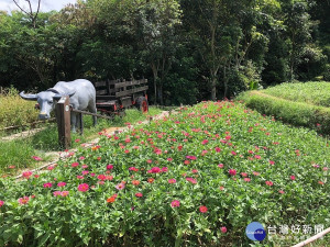 夏日貓空披桃紅外衣　樟樹步道百日草花海綻放（圖／台北市大地處提供）