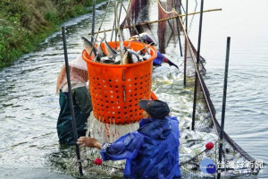 虱目魚捕撈。