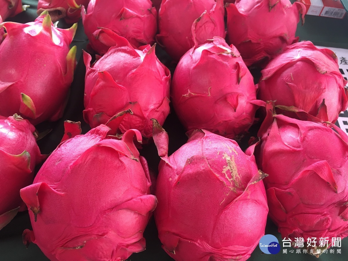 歷經8年努力　台灣紅肉紅龍果可銷往日本