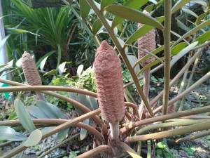 像極了烤玉米! 典藏植物園「幸運草鐵樹」夏季限定觀賞（圖／台北市公園處提供）