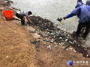 琵琶鼠魚肆虐桃園市的大小埤塘，造成本土魚種生態浩劫

