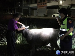 脫韁水牛曲線擋住路線　警火速找到飼主領回（圖／通霄分局）