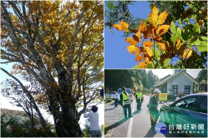 因應台灣山毛櫸秋遊旺季，太平山將採2段式交管。（圖∕羅東林區管理處提供）