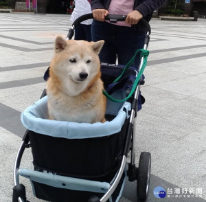 帶著家中的寵物一起出遊，除了自行開車、騎車載著毛寶貝兜風外，也可以利用假日帶著毛寶貝一起前往新北市17座寵物公園一起打卡、玩樂