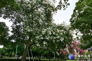 台中「美人」粉耀眼　賞花秘境大公開