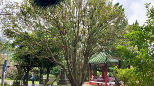 陽明公園狀元紅飄香 阿嬤級丹桂將大爆發（圖／台北市公園處提供）