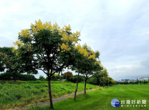 台灣欒樹位於大漢溪右岸媽祖田河濱公園沿線步道及大漢溪左岸柑園露營區沿線，民眾不妨趁休假期間至新北河濱遊玩，體驗秋季限定的艷黃美景