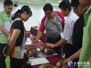 
台中市優質芋頭評鑑，六十位芋農參加競賽，評審委員細心的觀查芋頭品質，芋農李進合的芋頭，香Q品質最佳，當選今年度冠軍。（記者陳榮昌攝）
