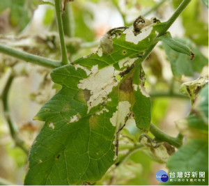 番茄潛旋蛾現蹤　雲縣籲請農友注意並確實防治（圖／雲林縣政府）