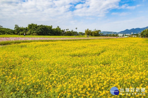 2019花海紀錄照片（圖／台北市工務局提供）