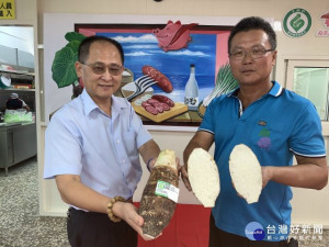 
 種植芋頭獲得產銷履歷達人的黃至青 ，培植國內唯一有突破性的「黃金芋頭」成功，淡金黃色芋肉、 品嚐有綿蜜、Q、香之特色，大安會辦說明及品嚐會，來賓品嚐後讚不絕口。（記者陳榮昌攝）