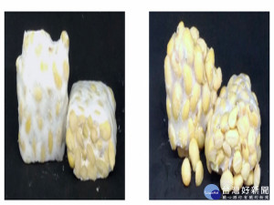 農試所的全大豆發酵技術。林重鎣翻攝