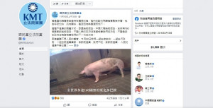 國民黨立法院黨團日前在其Facebook粉絲團放上1支影片，宣稱豬隻施用萊克多巴胺後，因強烈副作用讓豬隻飽受折磨，包含呼吸加快、肌肉顫抖，甚至因為熱衰竭而倒下。13日傳出國家通訊社《中央社》向影片提供者美國動保團體「動物展望」Animal Outlook求證，動物展望回應，事前已清楚告知國民黨，無證據顯示影片中的豬隻遭餵食萊克多巴胺。（圖／國民黨立法院黨團Facebook）