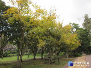 黃楓轉色（圖／台北市公園處提供）