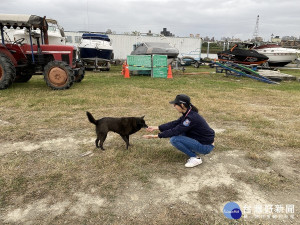 加強浪犬巡捕　北市動保處呼籲民眾勿任意餵食