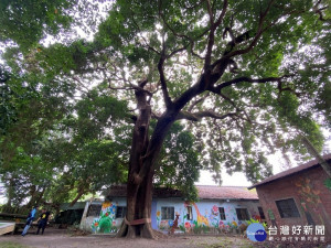 吳家養蜂場後面的500年老茄冬樹，形成在地生活亮點。(圖/記者王丰禾攝)