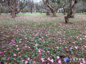 茶梅花瓣植披地毯