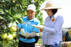 照顧文旦柚農　雲縣加碼補助25%保險費