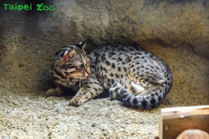  （圖／台北動物園資料照）