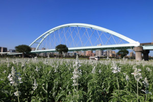 台北市彩虹河濱出現夢幻花海（圖／台北市水利處提供）　