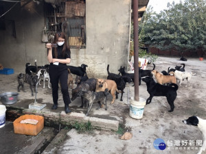 嘉義縣新港鄉某狗園傳出狗吃狗事件後仍有多項違規／陳致愷翻攝