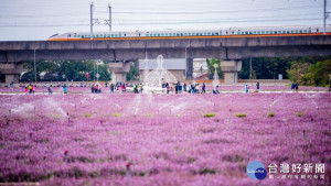 大面積紫色花海吸引民眾前來拍照朝聖