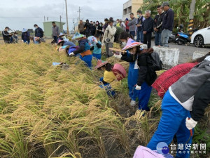 

大甲區東明國小數十位學童在冷颼颼的氣侯中體驗收割有機稻米，首次當農夫，臉上佈著滿足笑容，吸引眾多家長與民眾觀看。（記者陳榮昌攝）
