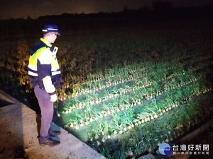 老農深夜田間巡視洋蔥　警「護農專案」守護農民心血