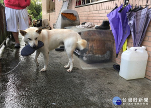 避免誤食毒物憾事發生　北市動保處籲飼主提高警覺並繫牽繩