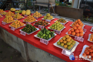 中寮鄉柳橙品種多元汁多味美。（記者扶小萍攝）