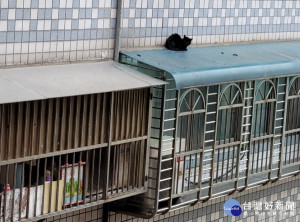 貓受困在民宅4樓遮雨棚多日無法自行脫困，經中和動物之家動保員許仁德與熱心民眾合作，最後以誘捕籠方式，歷時1小時循循善誘將貓隻救援成功 