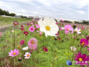 彰化縣長王惠美結合七鄉鎮市共同宣傳花海，同時揭開「2021花在彰化」一系列活動序幕。。圖／記者鄧富珍攝