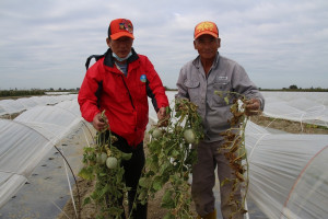 北門瓜農陳登在（右）與里長陳國庸（左），洋香瓜遭受寒害，連瓜藤帶果拔除，損失慘重。