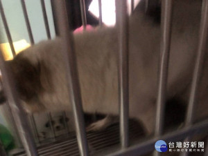 永和區秀朗路一處民宅頂樓飼養1犬隻，寒流期間沒有任何防寒保暖防護措施，狗在籠內受凍哀號，動保處隨即派員救援