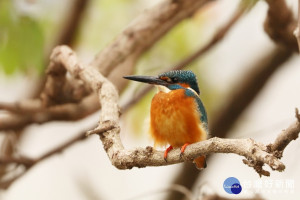 翠鳥（圖／台北市大地處提供）