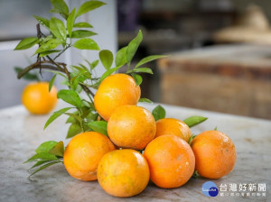 八里桶柑剝開果皮便能聞到散發的柑橘香氣，接著吃進嘴裡，享受甘甜多汁的口感，感受冬天特有清新好滋味