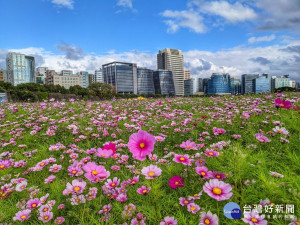 北市河濱最大花海登場　三千坪大波斯菊浪漫盛開