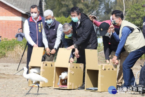 南市長黃偉哲野放黑面琵鷺。