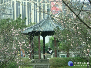 塵囂一淨土　北市逸仙公園內梅花含苞待放