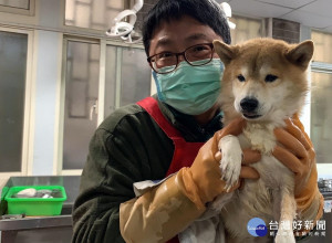 唯一存活下來柴犬經動保處毛寶貝醫療中心獸醫師驗傷檢查後，所幸身體並無大礙，由於犬隻非常有教育性，因此將開放學校認養作為校園犬